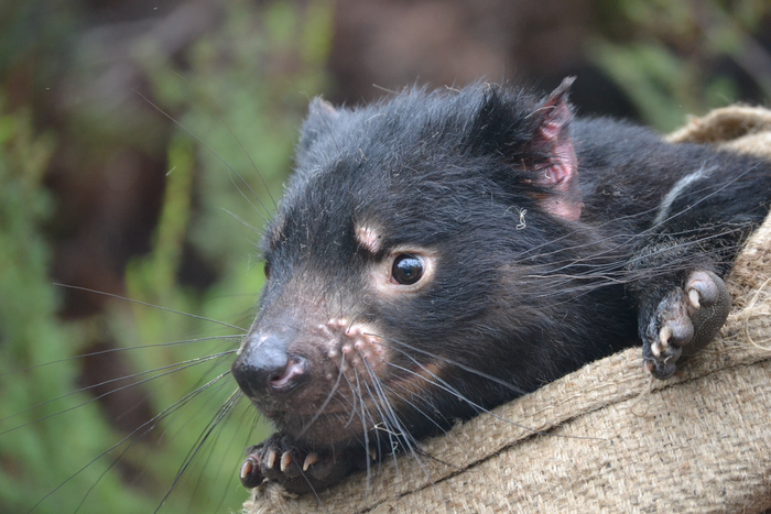 Tasmanian devil (Freycinet, Tasmania)
