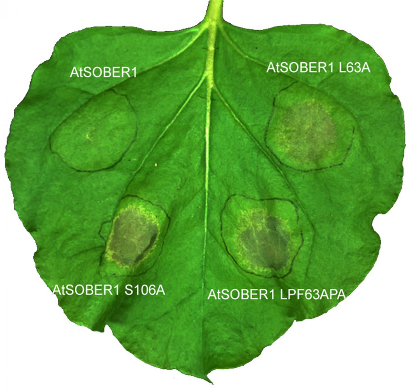 Chory lab -- Tobacco Leaf