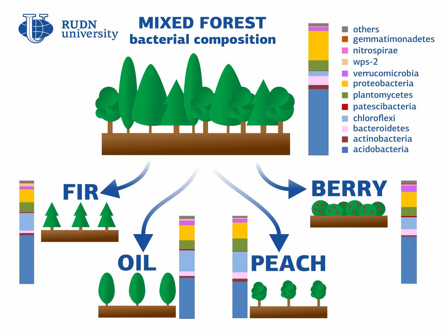 RUDN University Soil Scientist: Deforestation Affects the Bacterial Composition of the Soil