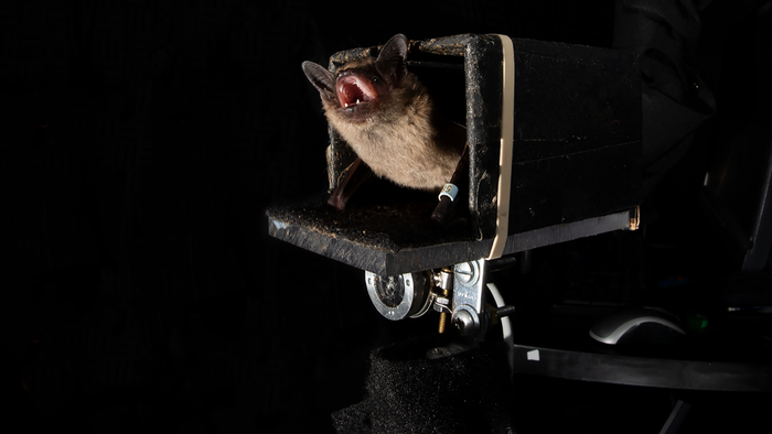 Bats use echoes of own vocalizations to anticipate location, trajectory of prey