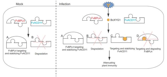 The proposed model explains how BcXYG1 acts on FvBPL4 and FvACD11 to promote B. cinerea infection.