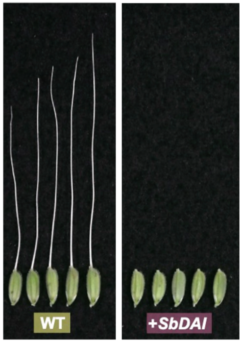 Effect of DAI gene in awned rice cultivar “Kasalath”