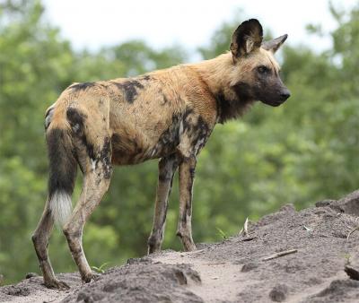 African Wild Dog