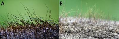 Skin Hair on African and Asian Elephants