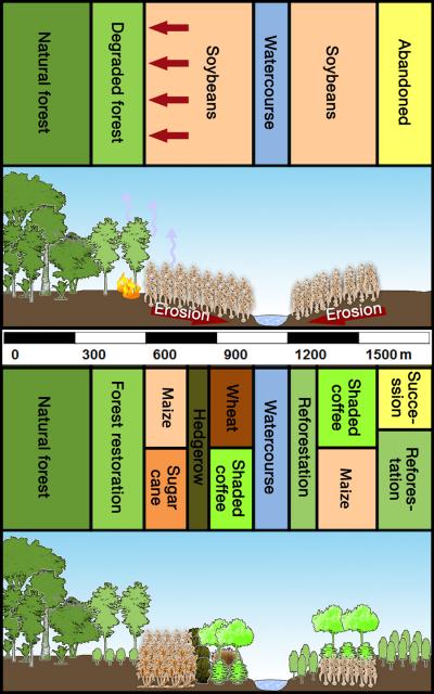Monoculture vs. diversified land-use concepts