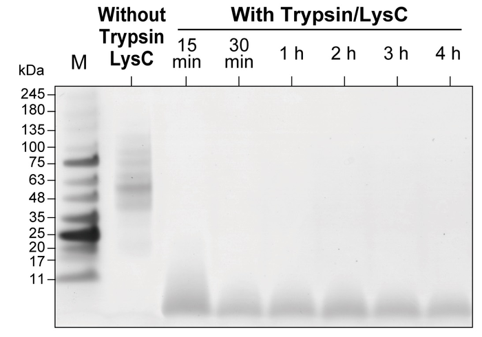 Rapid enzymatic digestion with AnExSP