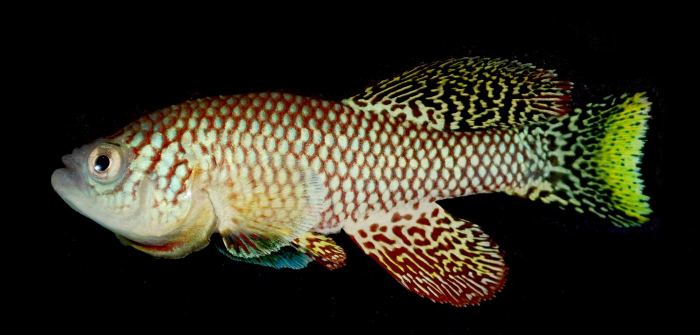 Young African Turquoise Killifish