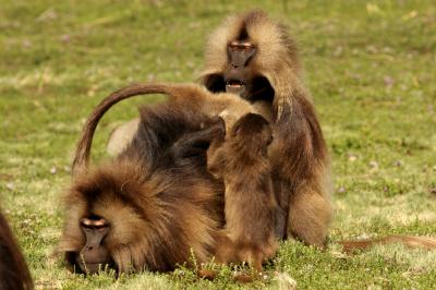 2 Male Gelada Monkeys Threaten Intruder
