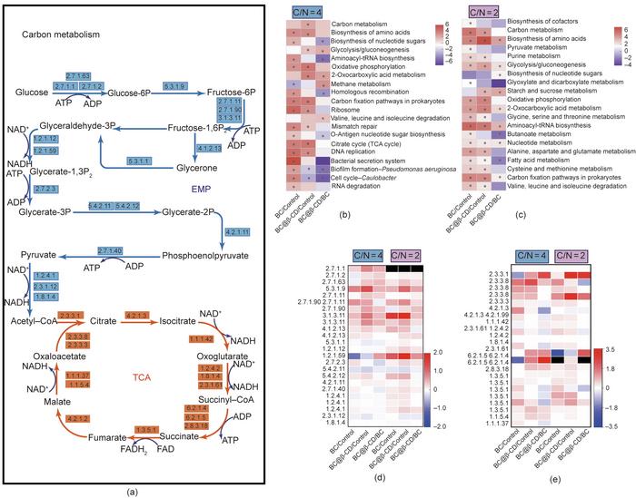 Effect of BC@β-CD on carbon metabolism in CWs