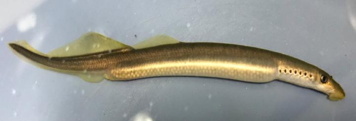 Lamprey