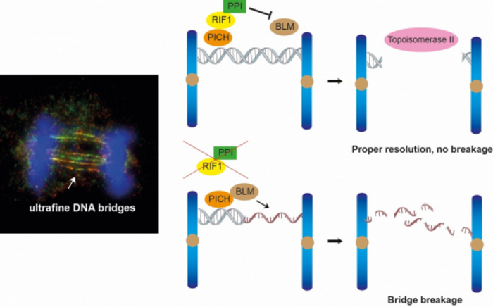 DNA bridges