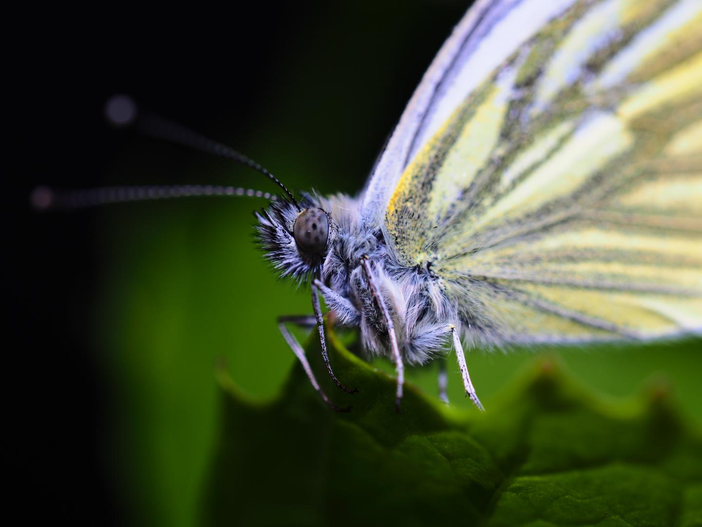 A Butterfly's Massively Reshuffled Genome Has Shaped Its Evolution (1 of 2)