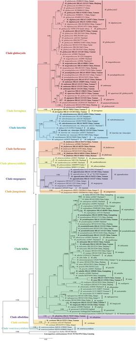 Phylogram of Micropsalliota generated by Bayesian inference (BI) analysis based on sequences of a concatenated data set from four nuclear genes (ITS, LSU, rpb2 and tef1).