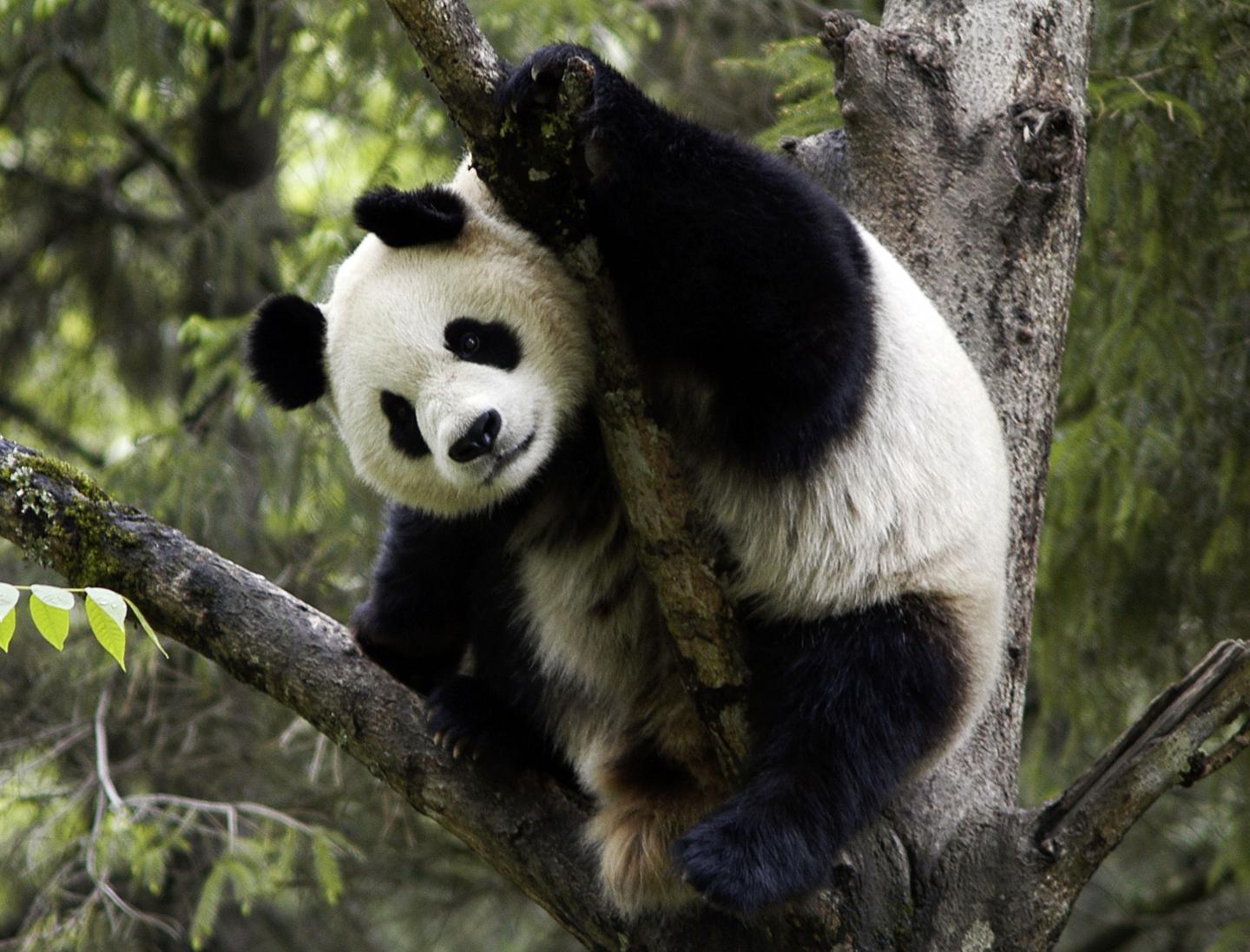 Giant Panda