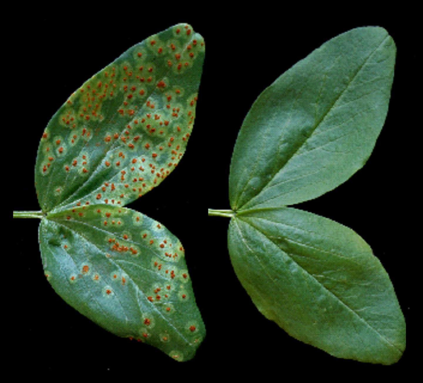 Field Bean Plants