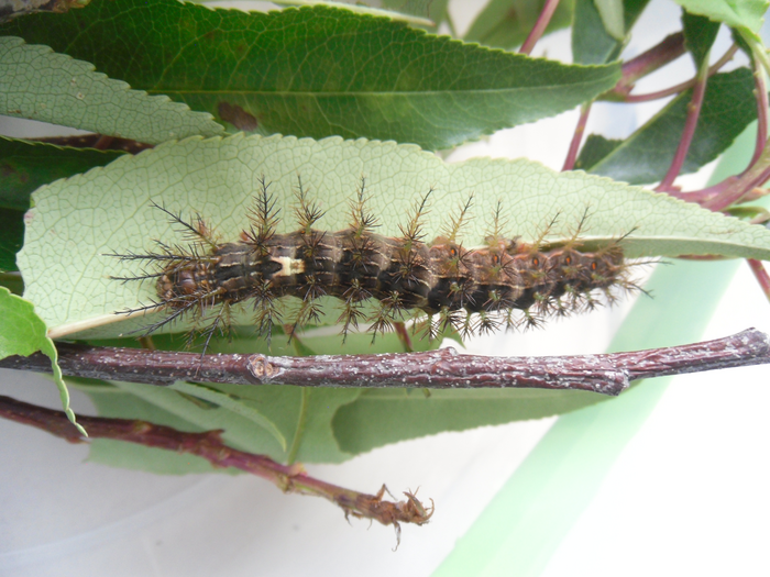 Characterization of morphological and biological aspects of venomous caterpillars of the genus Lonomia Walker (Lepidoptera: Saturniidae) in Colombia