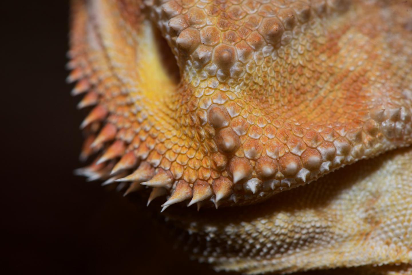 Hair & feathers evolved from reptile scales