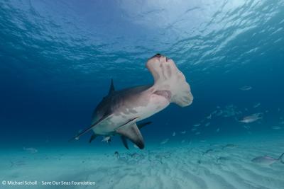 Great Hammerhead Shark