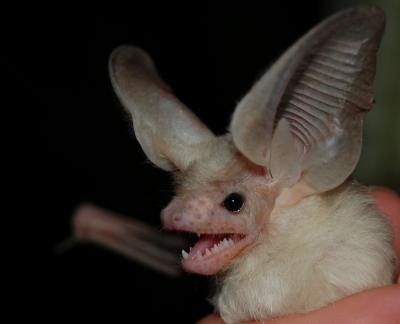 <i>Otonycteris hemprichii</i> (1 of 2)