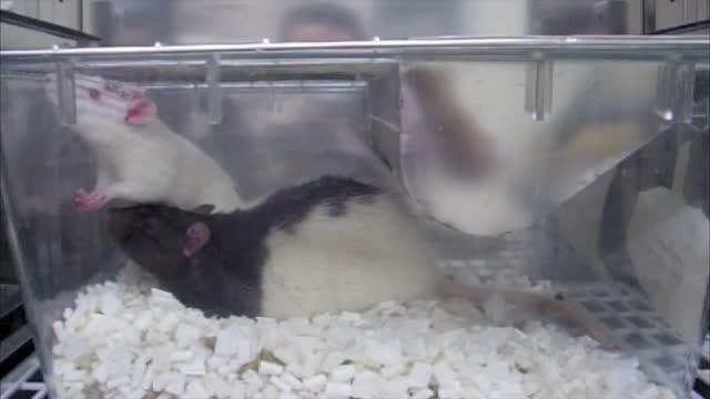 Social Defeat Stress Model Using Rats