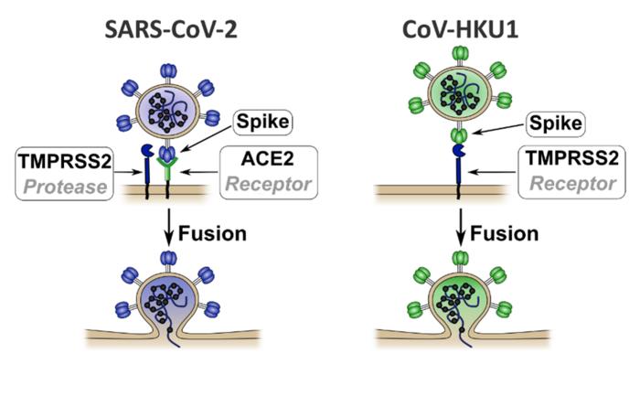 Different routes of entry into human cells for SARS-CoV-2 and HKU1