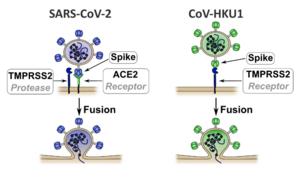 Different routes of entry into human cells for SARS-CoV-2 and HKU1