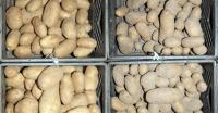 Potato Breeds