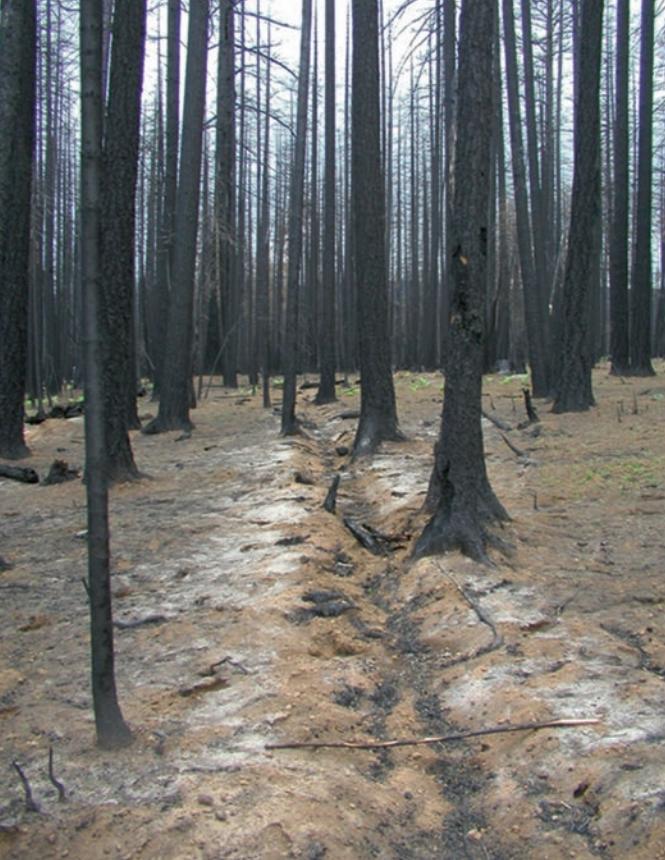 Soil after fire