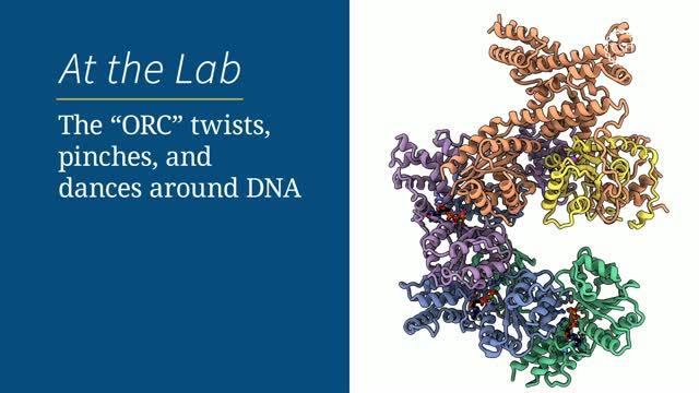 The "ORC" Twists, Pinches, and Dances Around DNA