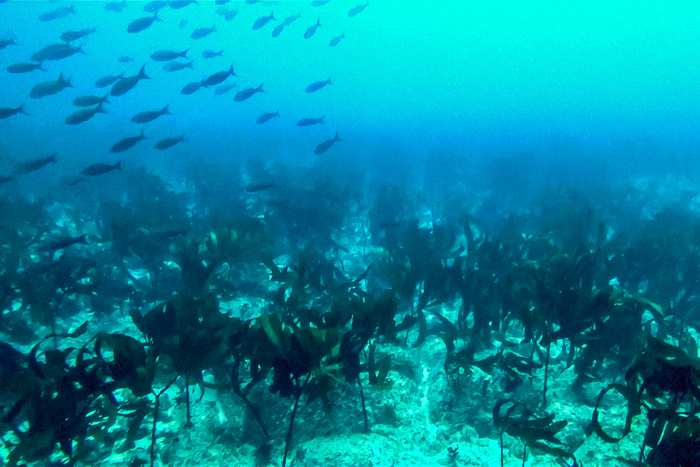 New tropical kelp forest discovered in the Galapagos Islands