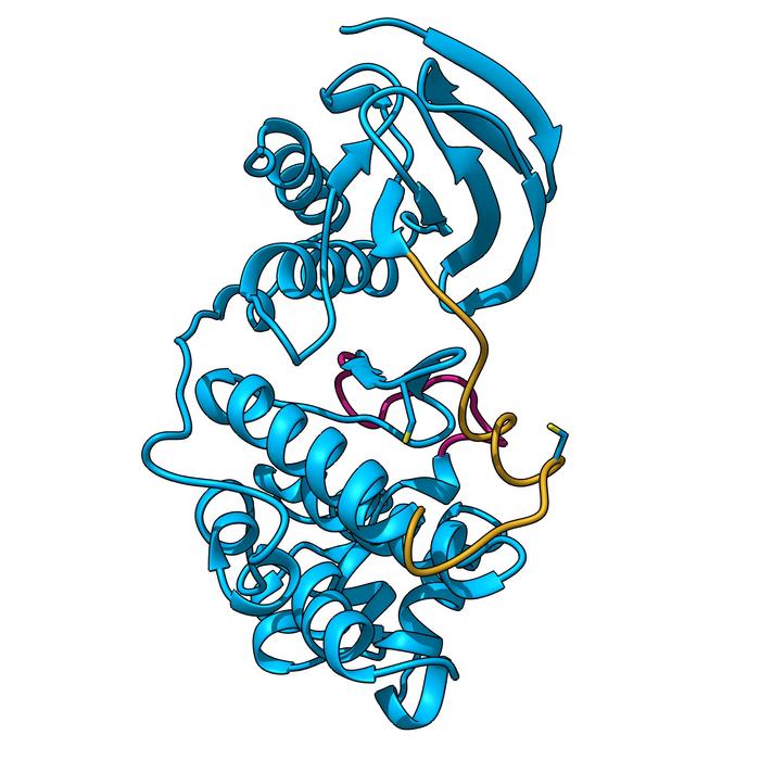 A new inactive form of p38a protein discovered