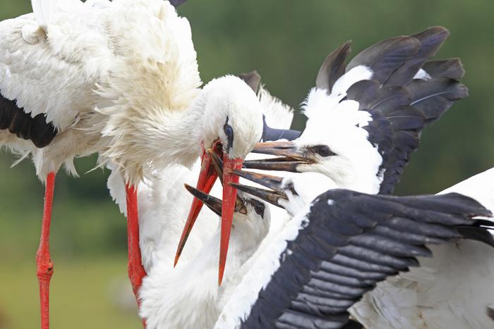 Young storks