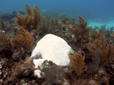 Brain Coral Bleaching