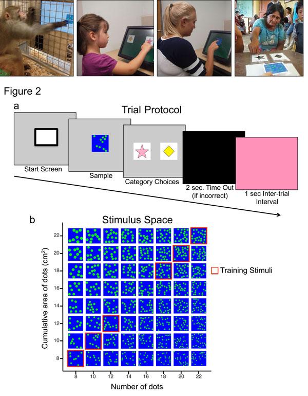 Cantlon Study Collage