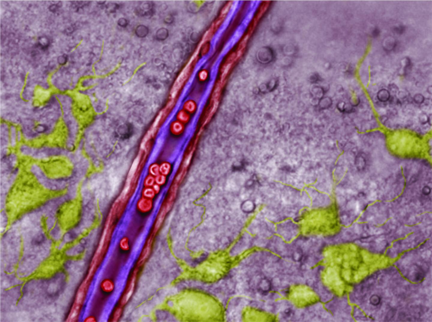A Blood Vessel in the Retrotrapezoid Nucleus (RTN)