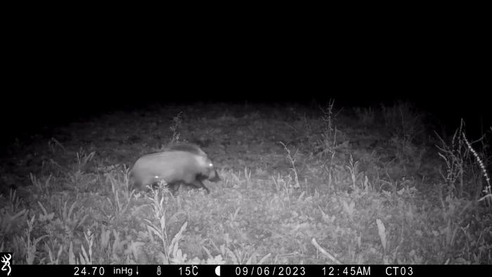 Bushpig, Madagascar