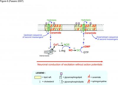 Figure 6. Model of a Neuronal Conduction of Excitation Without Action Potentials