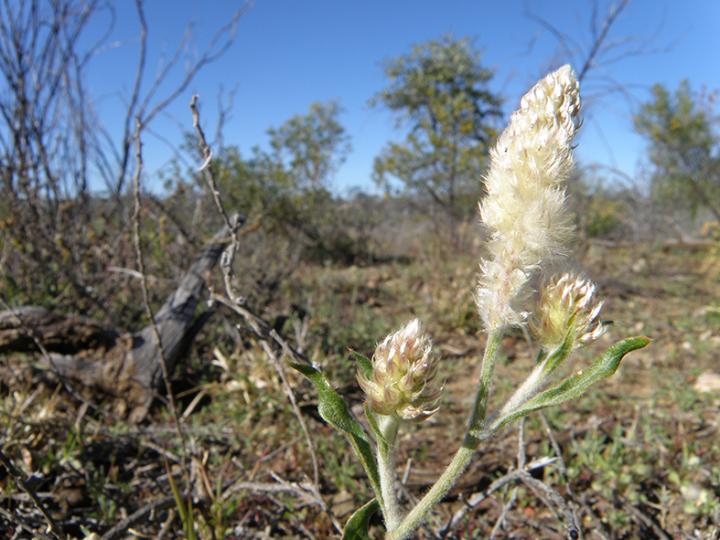 <i>Ptilotus brachyanthus</i>