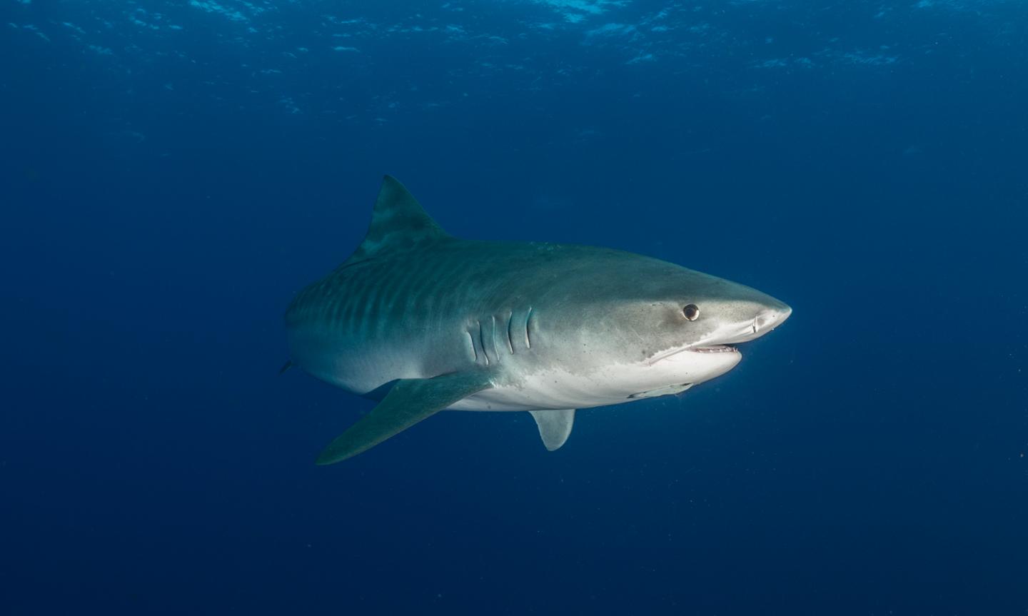 Tiger Shark 3