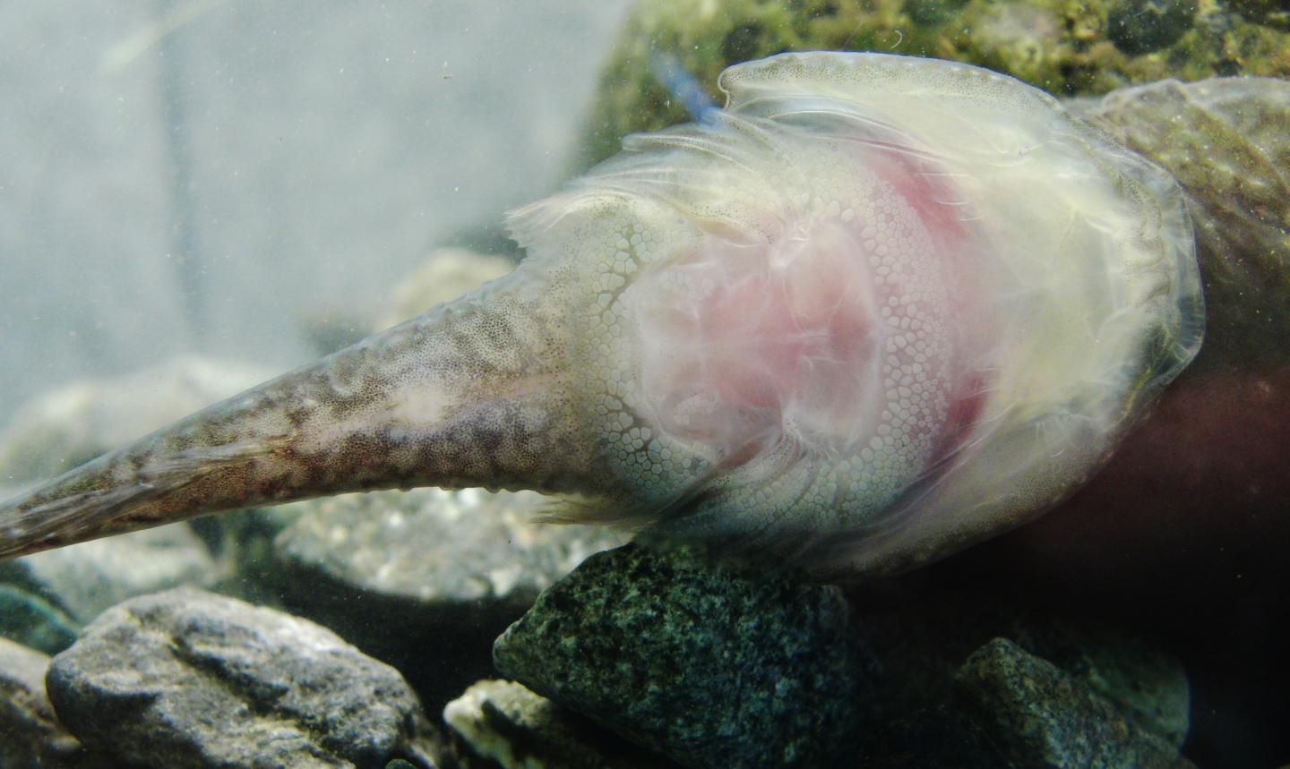 Clingfish Belly