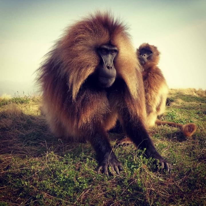 Female gelada grooming male