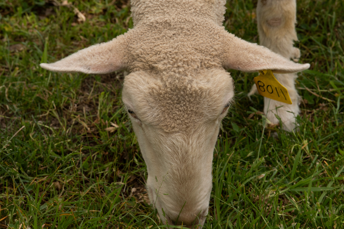 Sheep eating grass