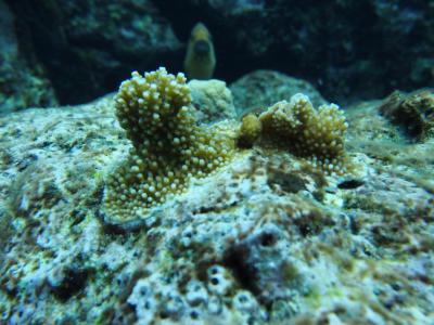 Genetics Reveal that Reef Corals and Their Algae Live Together but Evolve Independently (2 of 3)