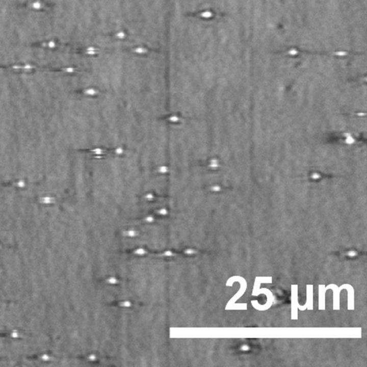 PRAM microRNA Detection