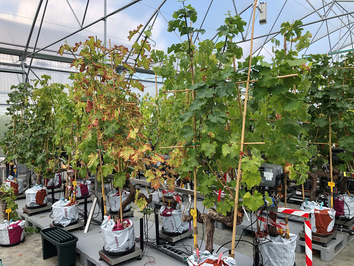Monitoring of Grapevines in pots
