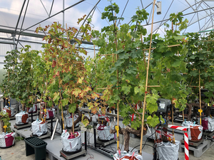 Monitoring of Grapevines in pots