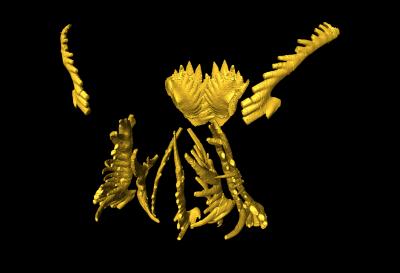 Feeding Apparatus of a Conodont