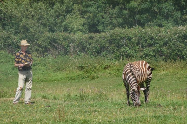 Zebra Stripes