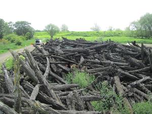 Pile of subfossil yew trunks on the edge of an agricultural field, north of Peterborough, UK.