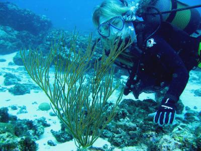 Dana Carrison Sea Fan